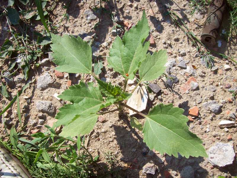 Изображение особи Cyclachaena xanthiifolia.