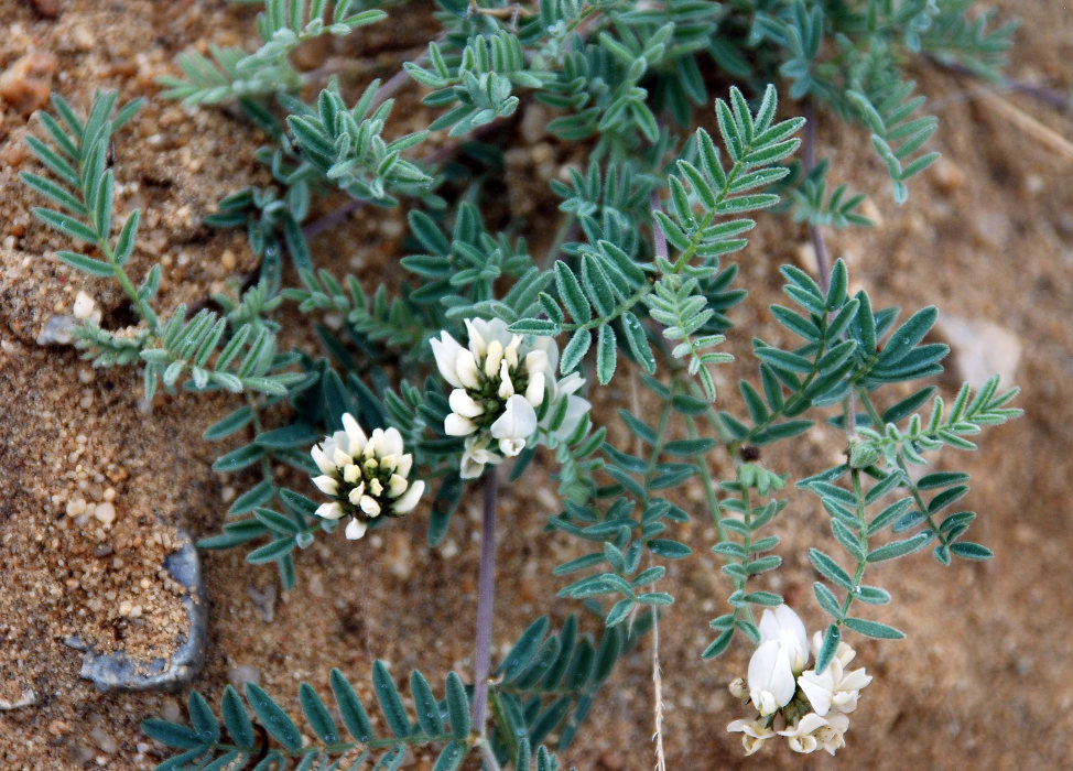 Image of Astragalus olchonensis specimen.