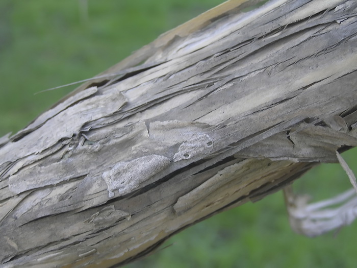 Image of Lonicera ferdinandi specimen.