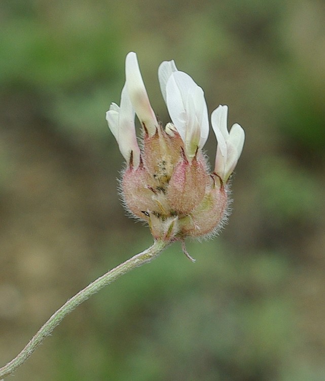 Image of Astragalus arkalycensis specimen.