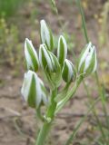 Ornithogalum navaschinii