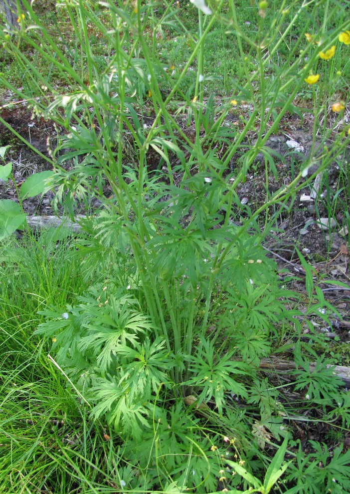 Image of Ranunculus acris specimen.