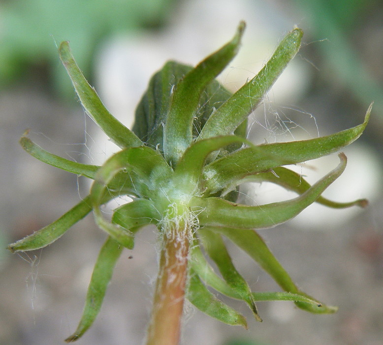 Изображение особи род Taraxacum.