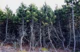 Pinus mugo