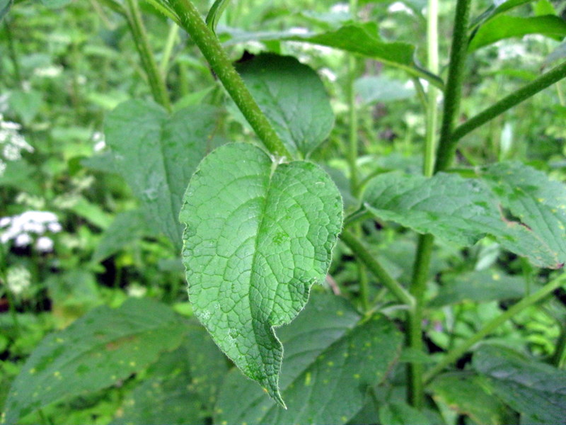 Image of Symphytum asperum specimen.