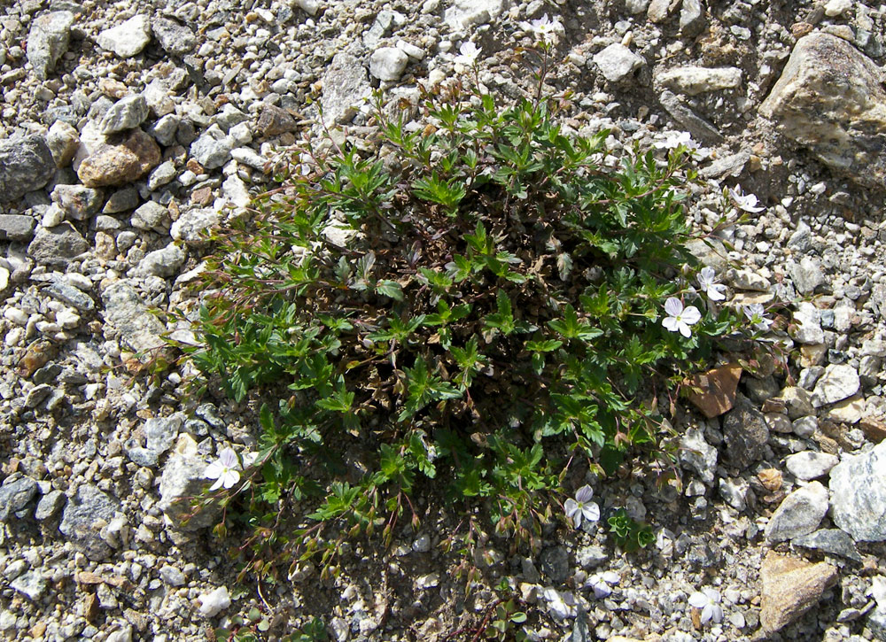 Image of Veronica peduncularis specimen.