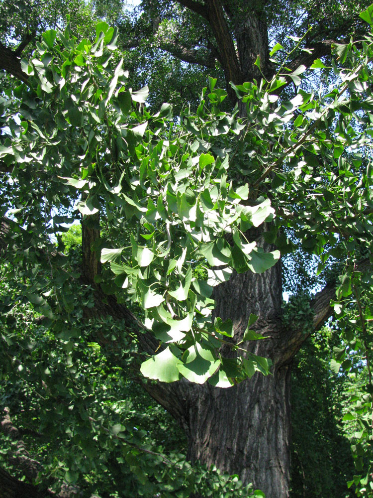 Изображение особи Ginkgo biloba.