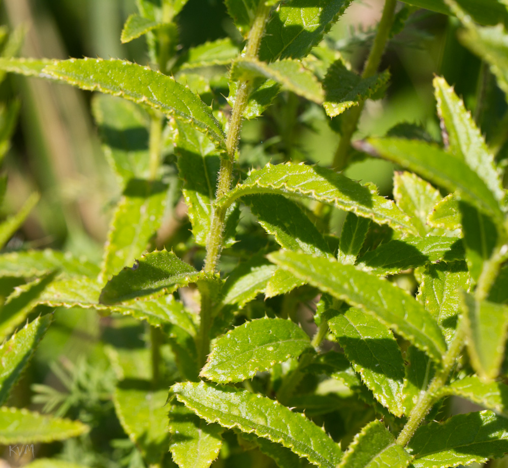 Image of Cirsium serratuloides specimen.