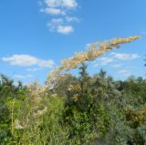 Calamagrostis epigeios. Соплодие. Подмосковье, окр. г. Одинцово, опушка леса. Август 2012 г.