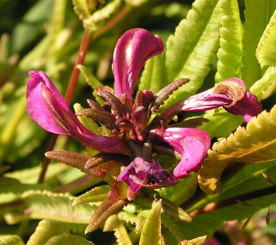 Изображение особи Pedicularis resupinata.