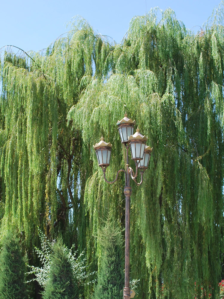 Image of Salix babylonica specimen.