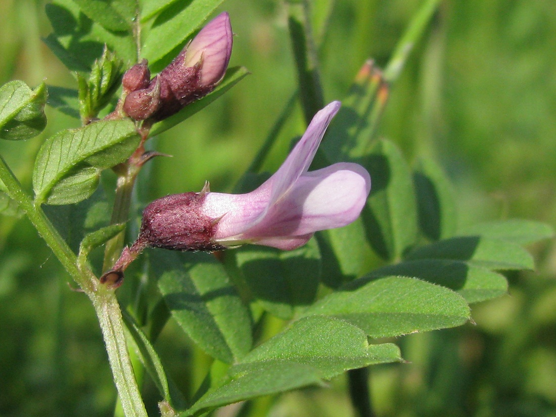 Image of Vicia sepium specimen.