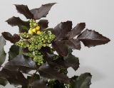 Mahonia aquifolium. Верхушка растения с соцветиями в начале цветения. Германия, г. Кемпен, в парке. 24.02.2013.