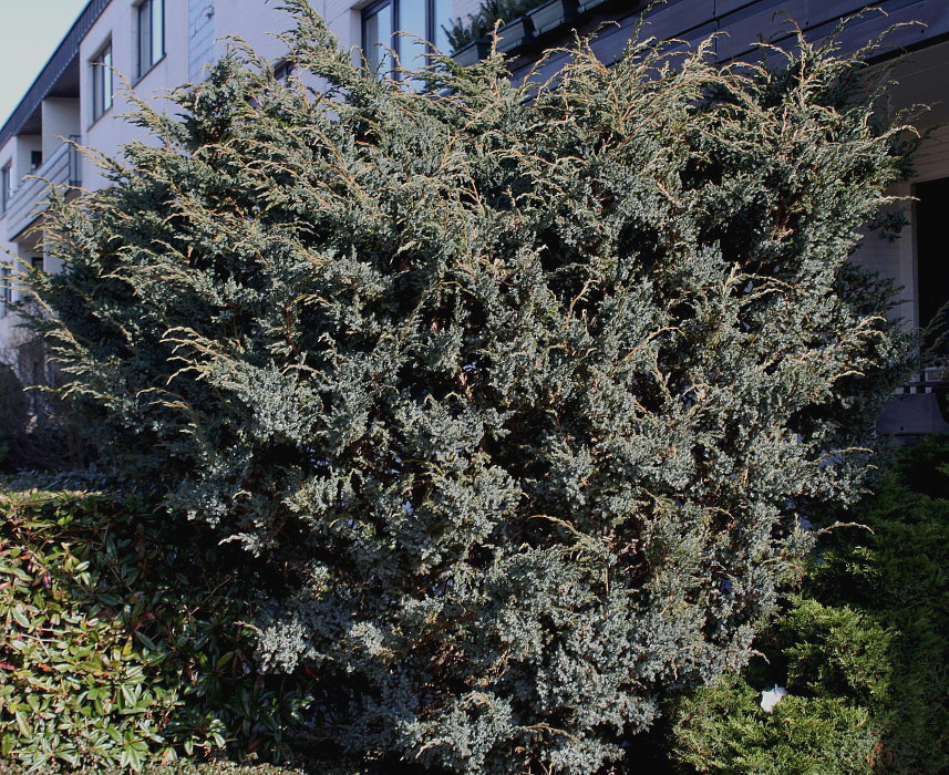 Изображение особи Juniperus squamata.