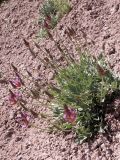 Astragalus schrenkianus