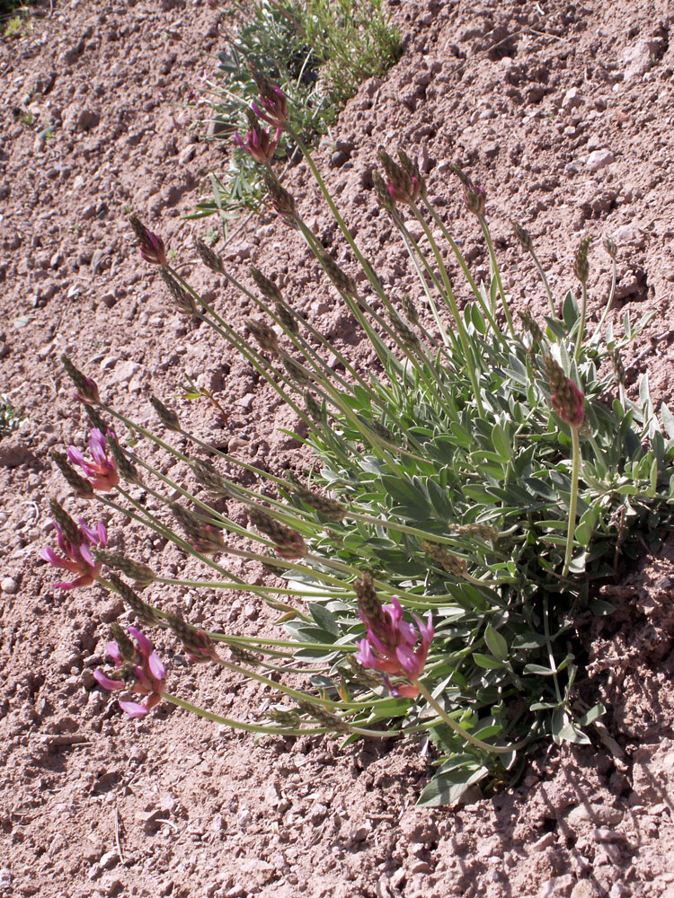 Изображение особи Astragalus schrenkianus.