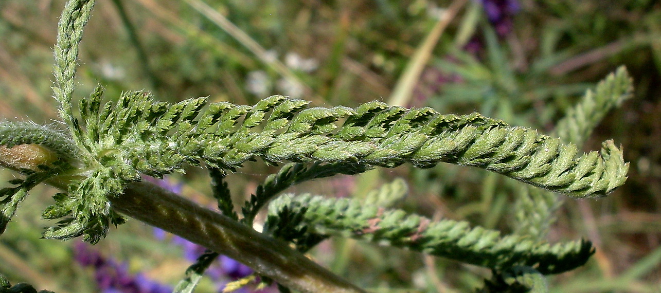 Image of genus Achillea specimen.