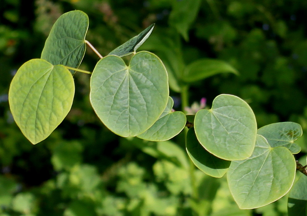 Изображение особи Disanthus cercidifolius.