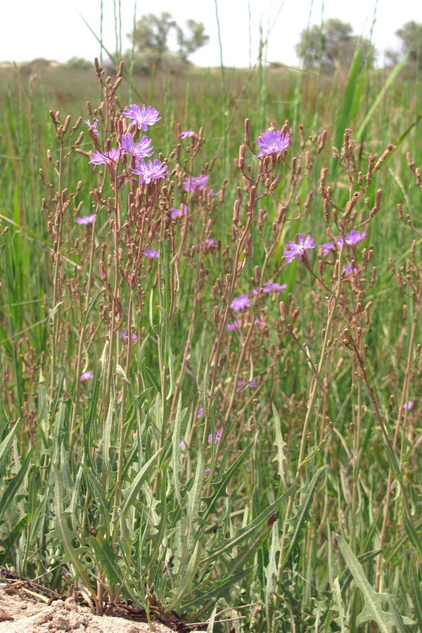 Image of Lactuca tatarica specimen.