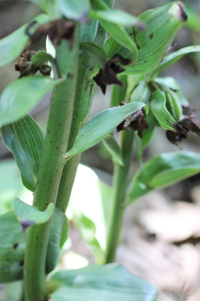 Image of Epipactis condensata specimen.