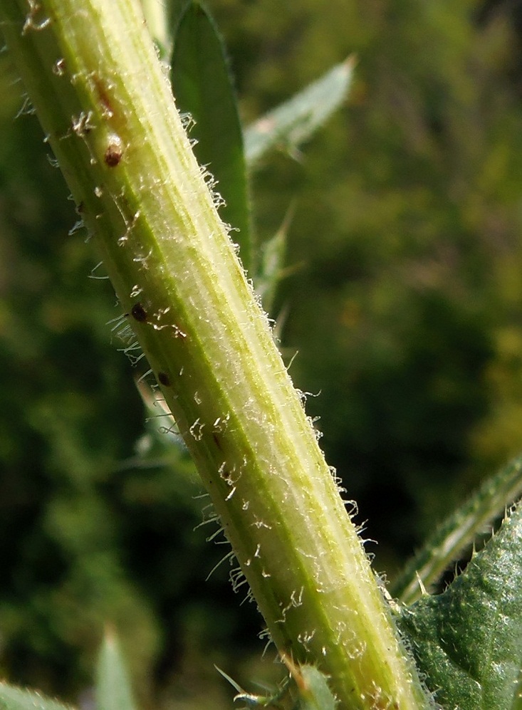 Изображение особи Cirsium ukranicum.