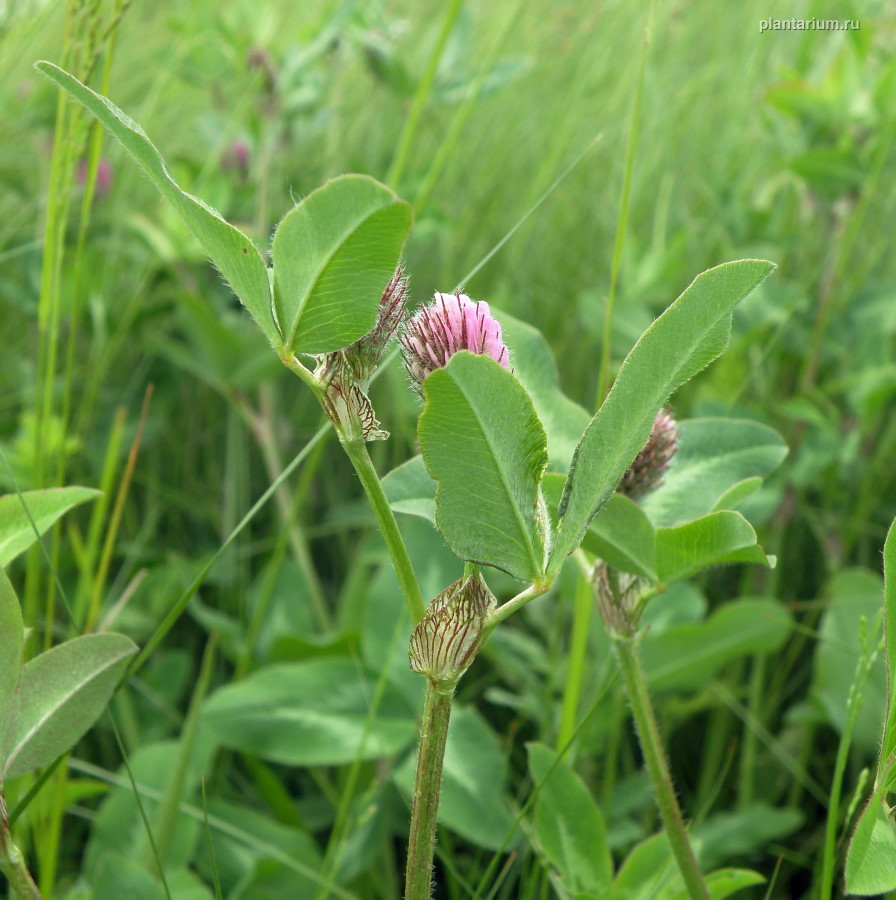 Image of Trifolium pratense specimen.