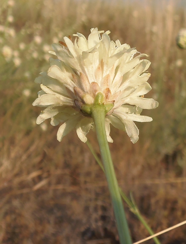 Image of Cephalaria uralensis specimen.