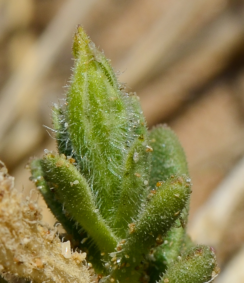 Image of Silene succulenta specimen.