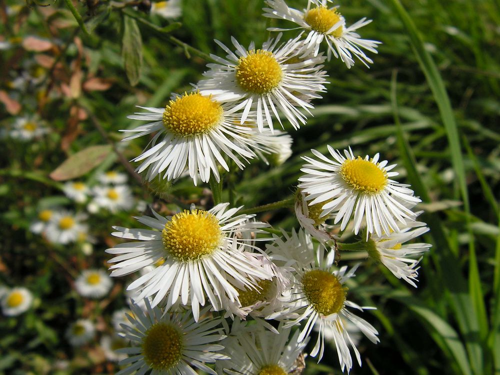 Image of genus Phalacroloma specimen.