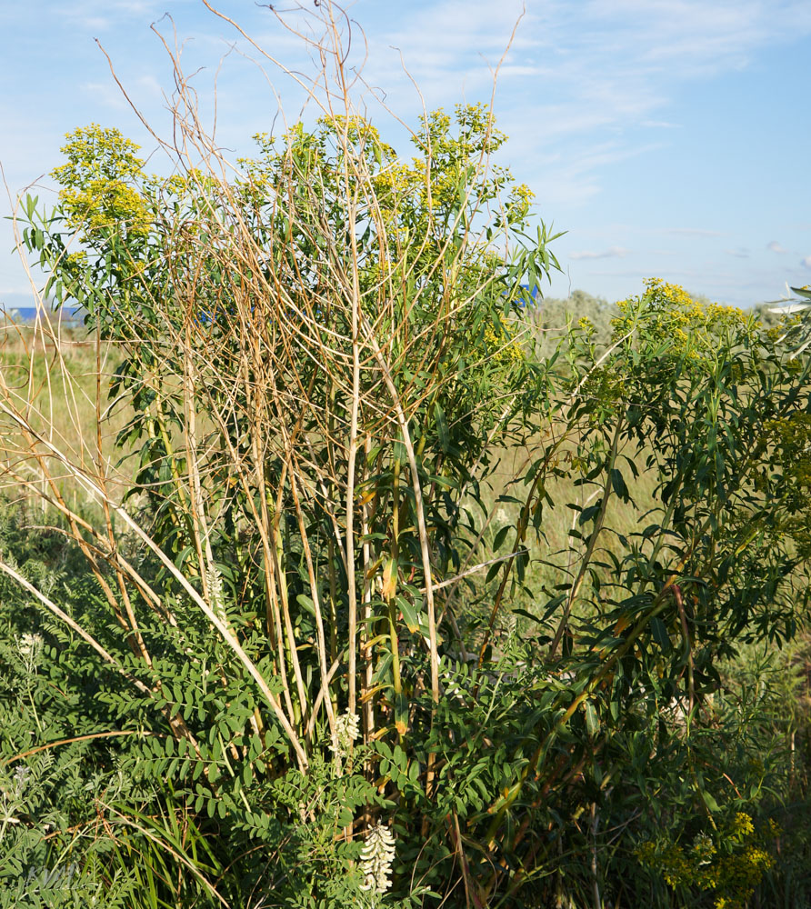 Image of Euphorbia soongarica specimen.