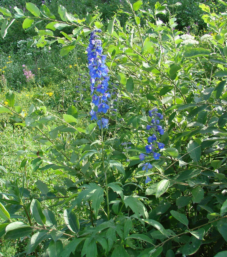 Изображение особи род Delphinium.