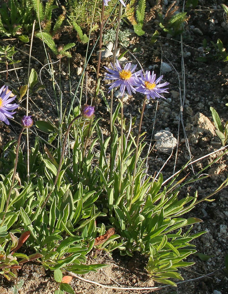 Изображение особи Aster serpentimontanus.