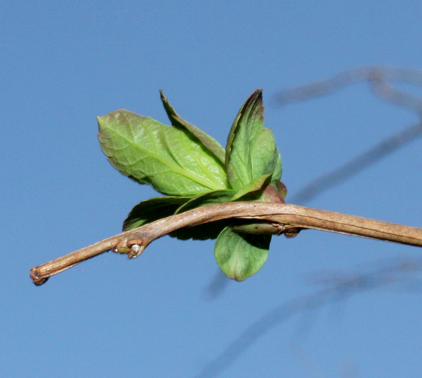 Image of Neillia sinensis specimen.