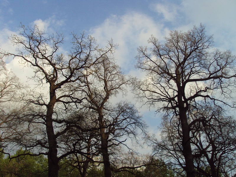 Image of Quercus robur specimen.