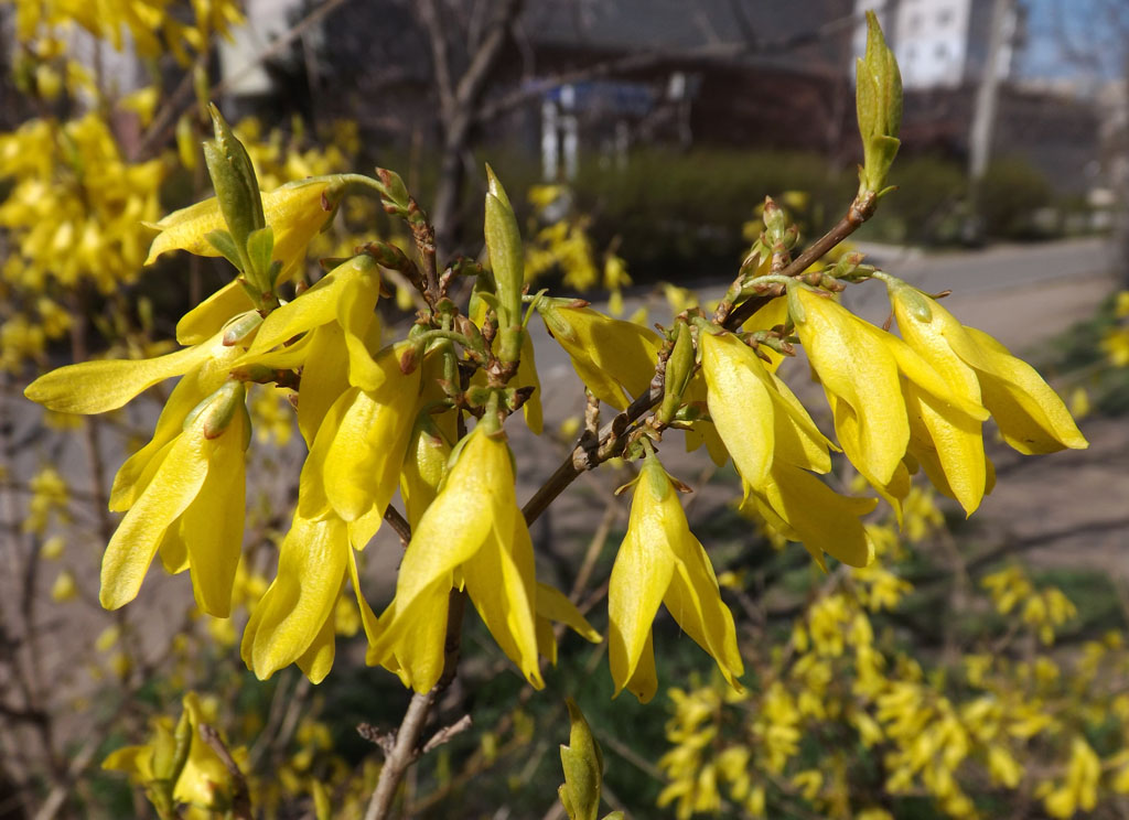 Image of Forsythia &times; intermedia specimen.