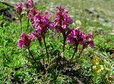 Pedicularis nordmanniana