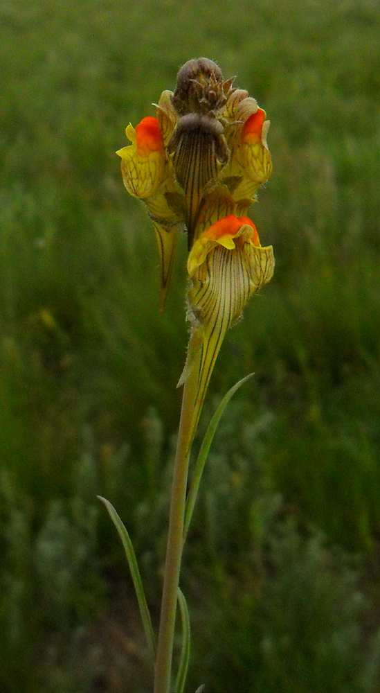 Image of Linaria macroura specimen.