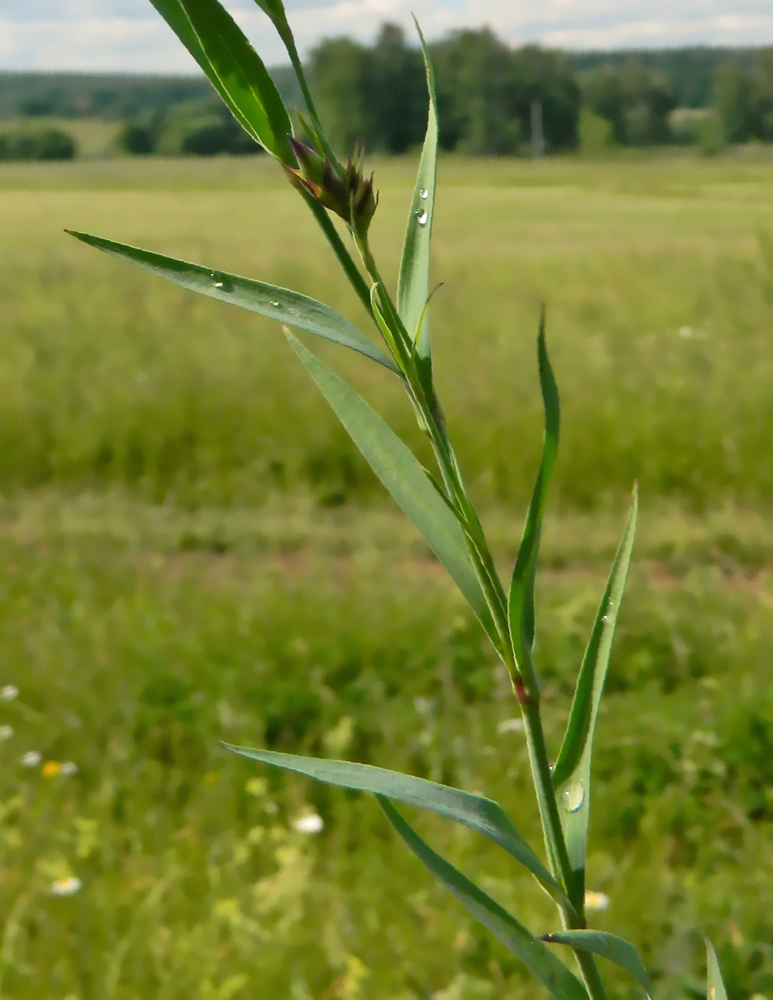 Image of Dianthus fischeri specimen.