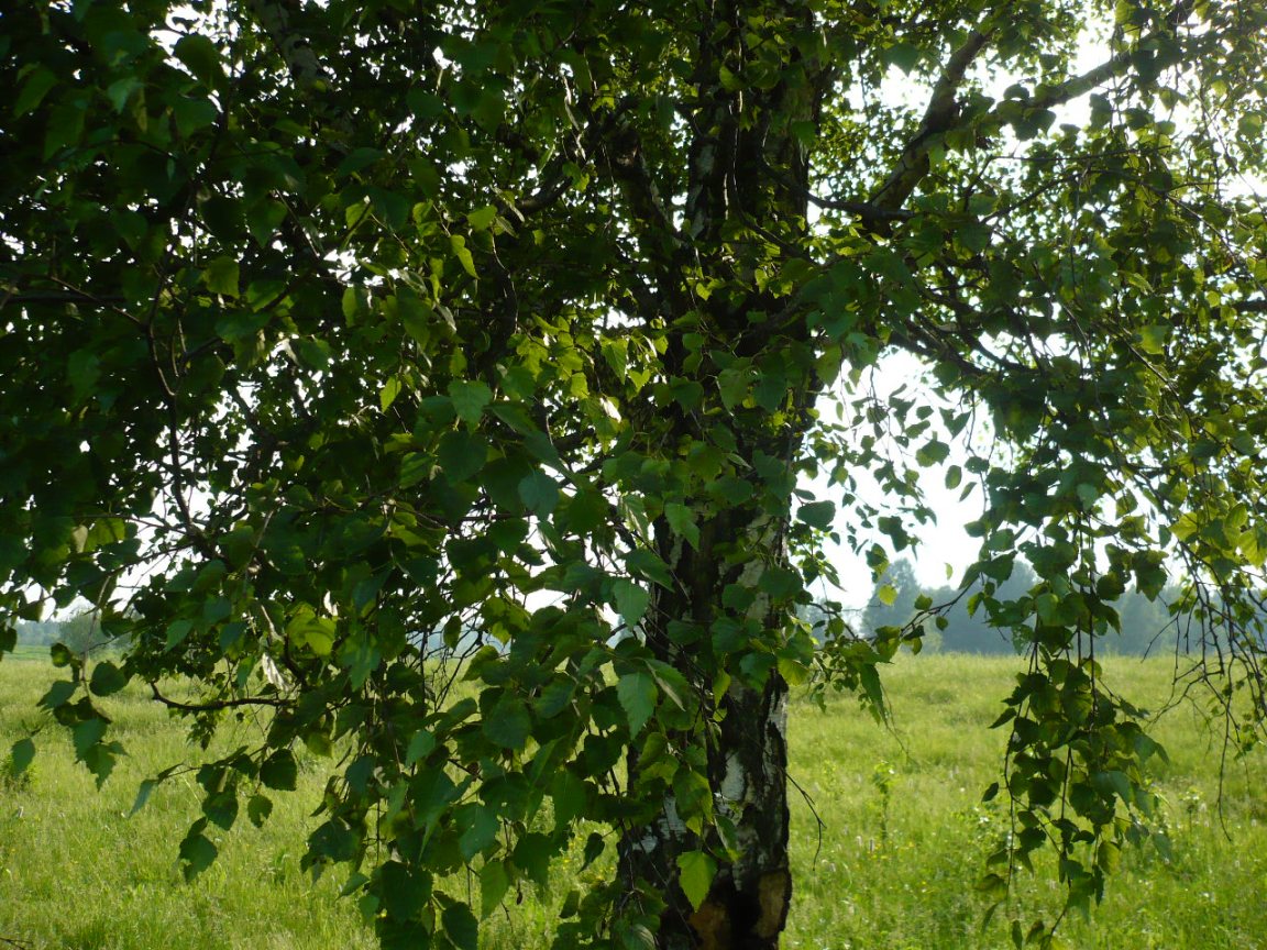 Image of Betula pendula specimen.