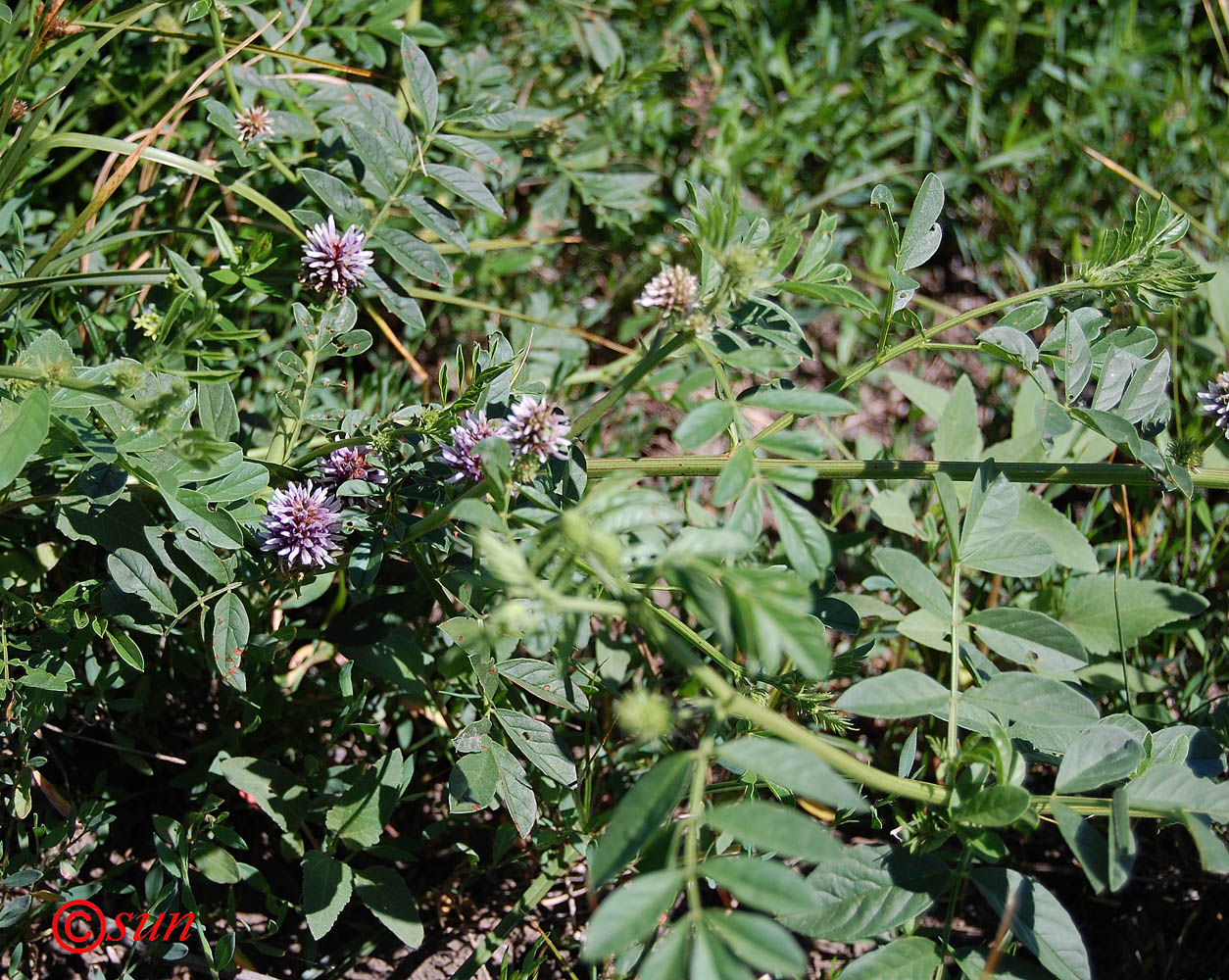 Image of Glycyrrhiza echinata specimen.