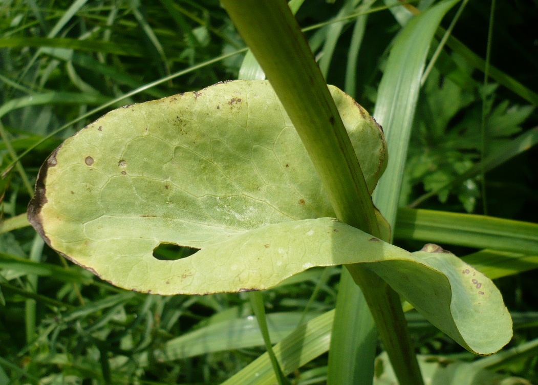 Image of Ligularia glauca specimen.