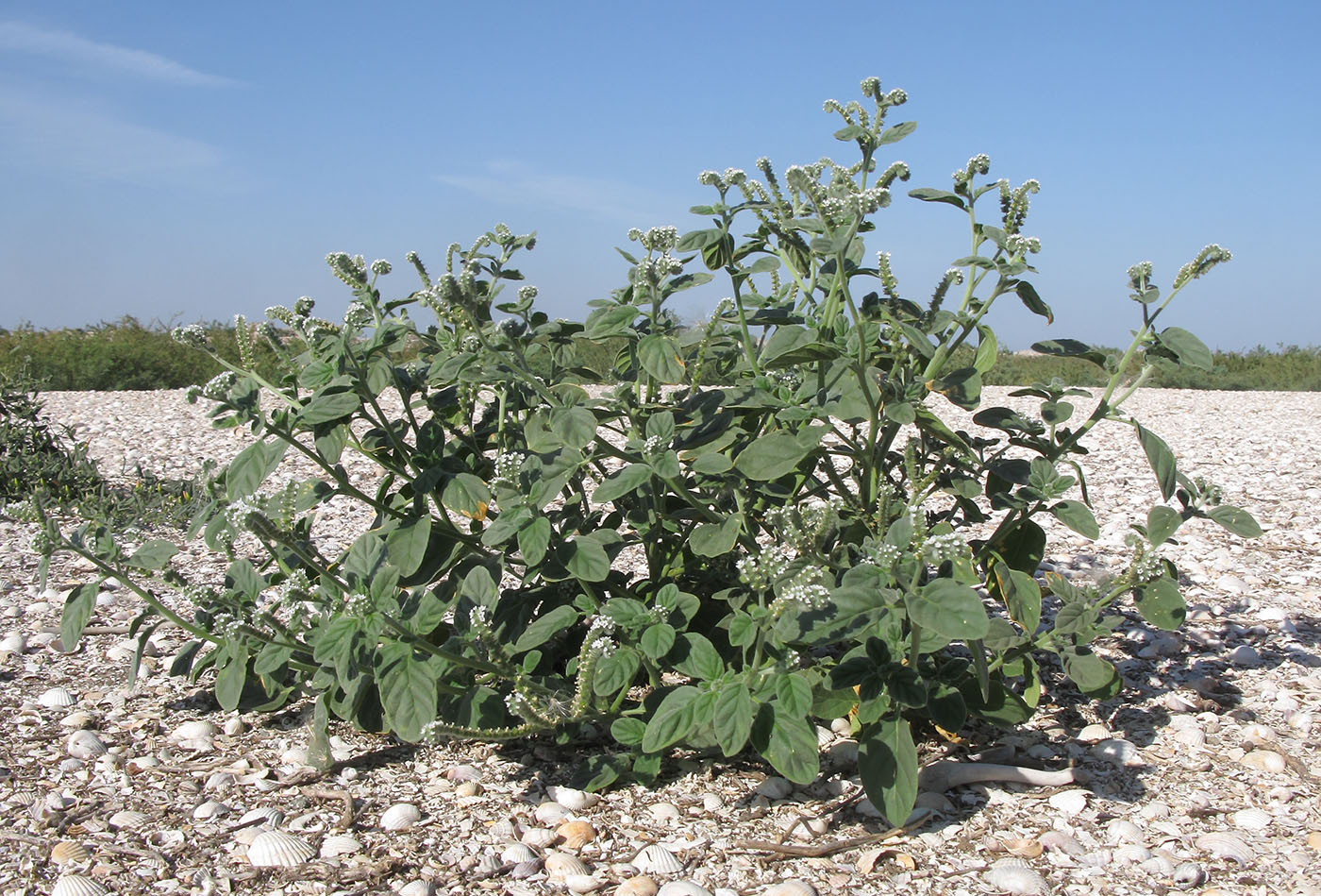 Image of Heliotropium ellipticum specimen.