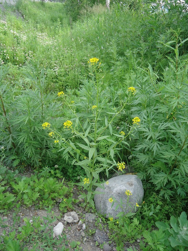 Image of Erysimum cheiranthoides specimen.