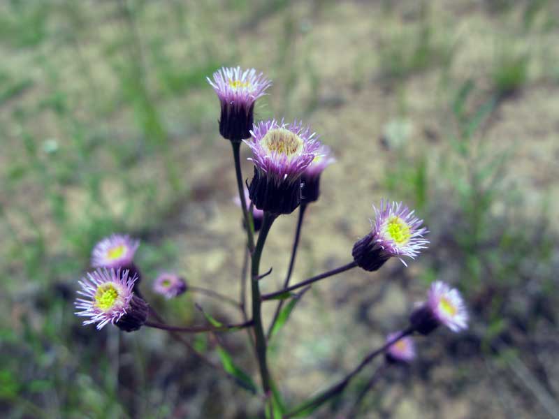 Image of Erigeron politus specimen.