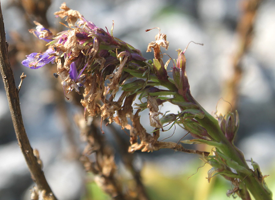 Image of Wulfenia carinthiaca specimen.