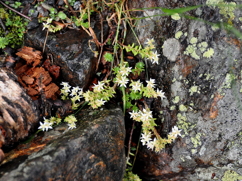 Image of Sedum gracile specimen.