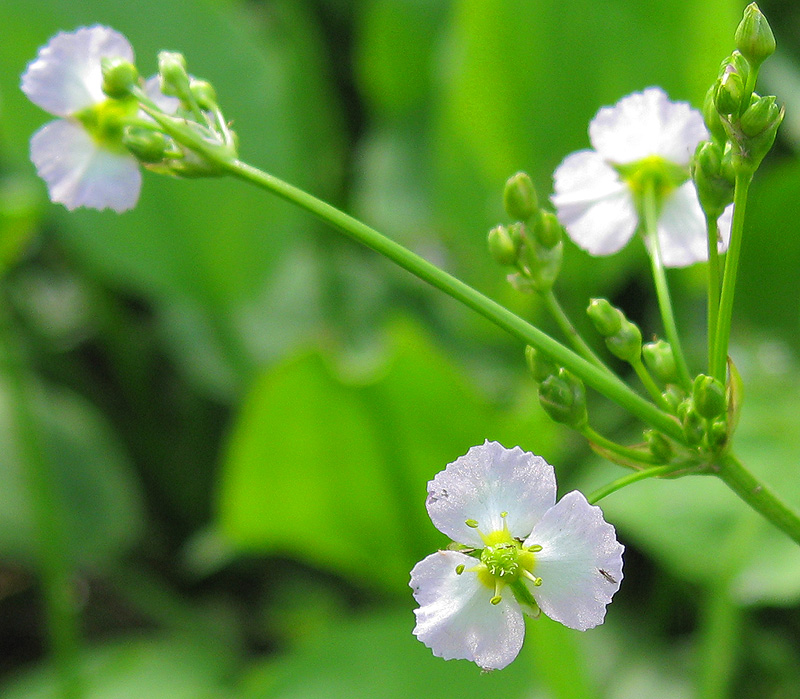 Изображение особи Alisma plantago-aquatica.