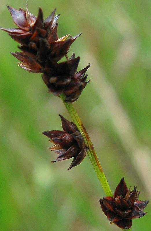 Изображение особи Carex muricata.