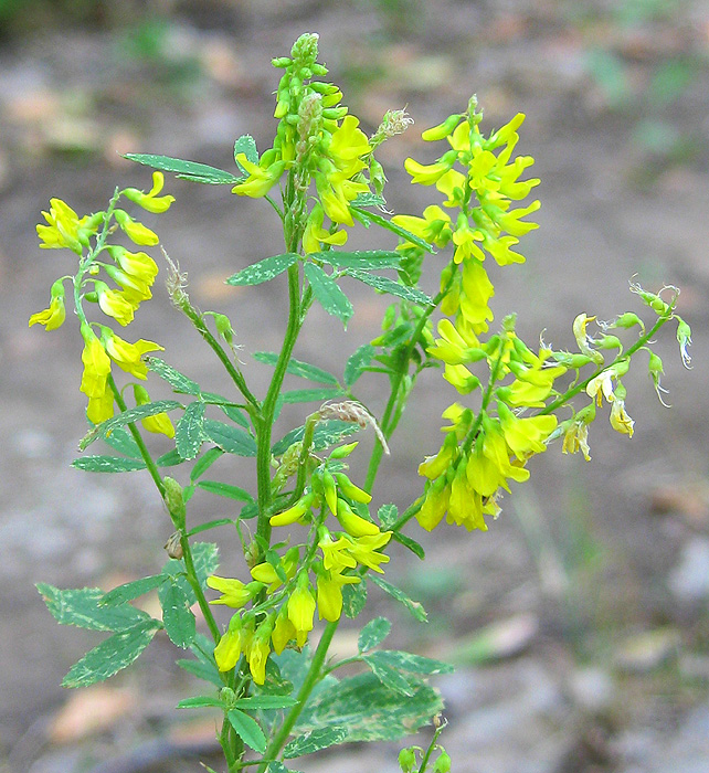 Изображение особи Melilotus officinalis.