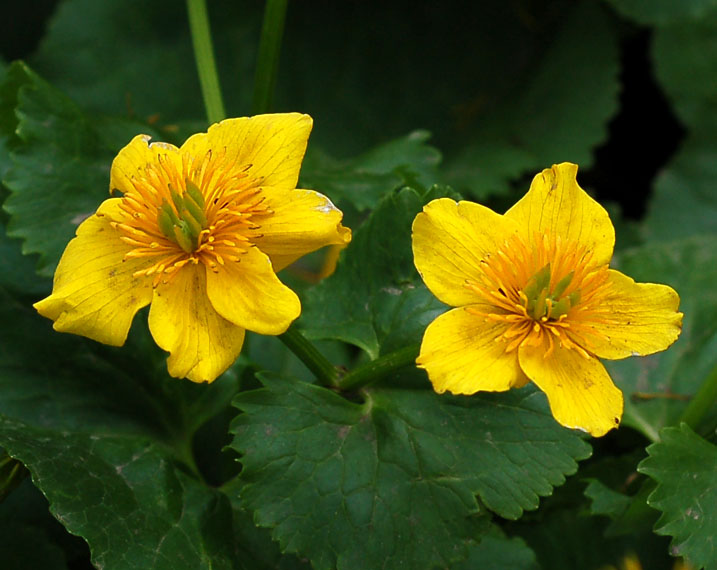 Изображение особи Caltha silvestris.